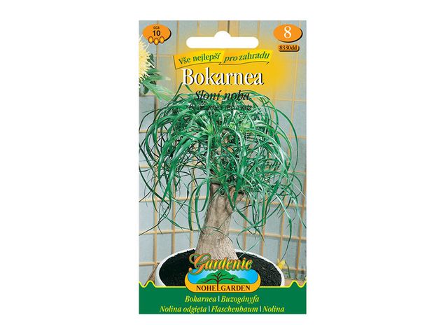 Obrázek produktu Bokarnea - Sloní noha, semínka