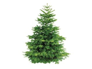 Jedle Nordmann, 100-150 cm, řezaná