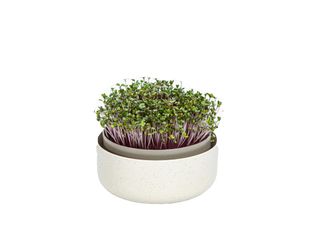 Microgreens, slonová kost s kávovou sedlinou, pr.16cm