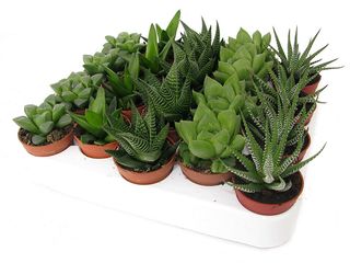 Haworthia K5