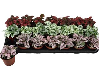 Hypoestes mix K8,5