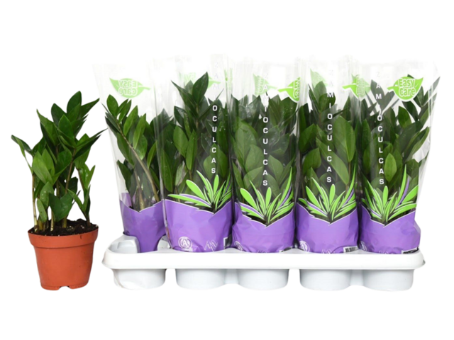 Obrázek produktu Zamioculcas K12