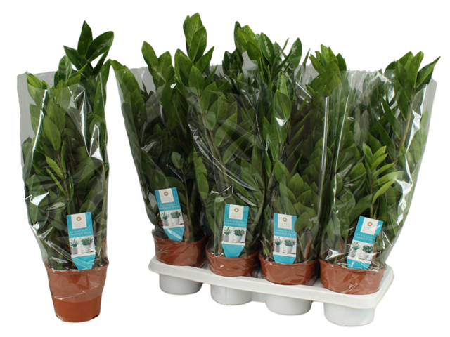 Obrázek produktu Zamioculcas K14