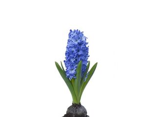 Cibuloviny K9, hyacint, 5 barev