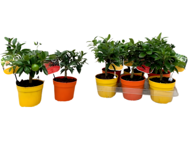 Obrázek produktu Citrus Premium Lemon K12