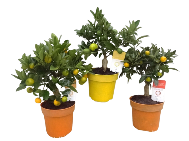 Obrázek produktu Citrus K14 - jedlé plody