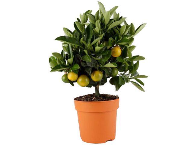 Obrázek produktu Citrus K14 - jedlé plody