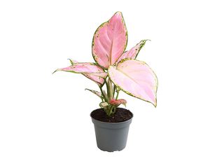 Aglaonema K6 mix
