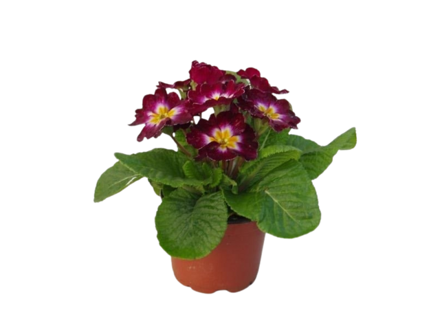 Obrázek produktu Primula acaulis K9