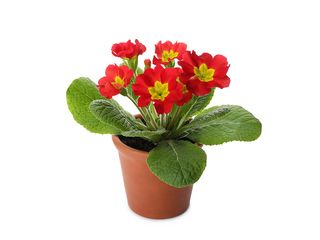 Primula aucalis K9