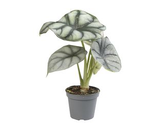 Alocasia mix K6