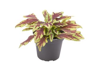 Coleus mix K6