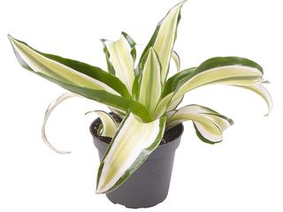Dracaena Dragontree mix K6