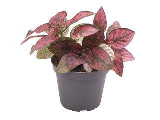 Fittonia mix K6