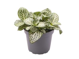 Hypoestes Phyllostachya mix K6