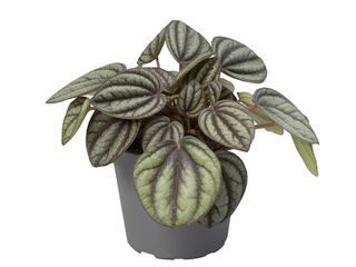 Peperomina Obtusifolia mix K6