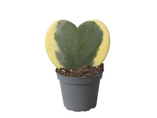 Hoya Variegata K6