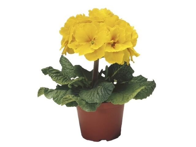 Obrázek produktu Primula Elatior K10