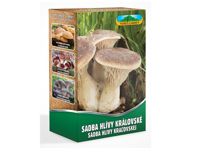 Obrázek produktu Hlíva královská máčková 250ml, sadba