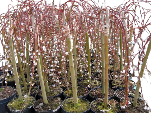 Obrázek produktu Salix caprea Pendula K3 100 cm