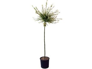 Salix Hakuro-Nishiki K3 80 cm