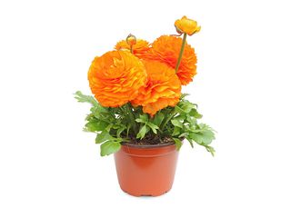 Ranunculus K10, vzpřímený