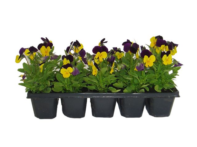 Obrázek produktu Viola cornuta, drobnokvětá 10 pack