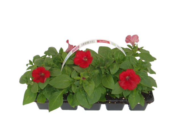 Obrázek produktu Surfinia 10-pack, převislá, plnokvětá