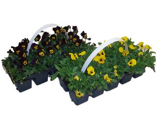 Viola velkokvětá 10-pack