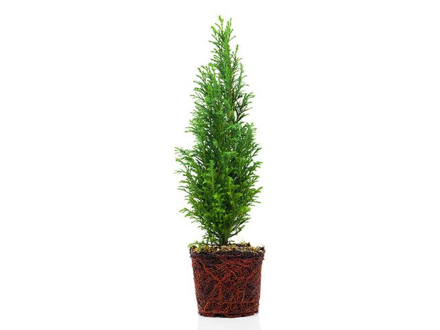 Obrázek produktu Thuja occ. Brabant, 80-100cm, čerstvě kontejnerované