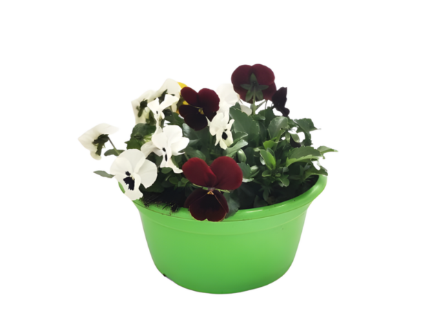 Obrázek produktu Viola cornuta trio miska K18