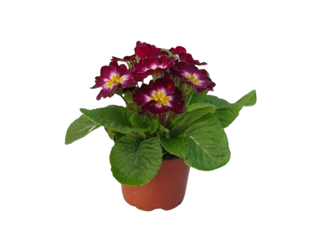 Obrázek produktu Primula acaulis pozdní K9