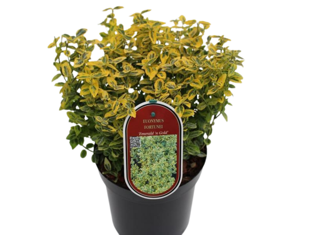 Obrázek produktu Euonymus fort. 'Emerald 'n Gold' K13, 10-15cm