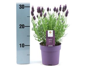 Lavandula angustifolia K9