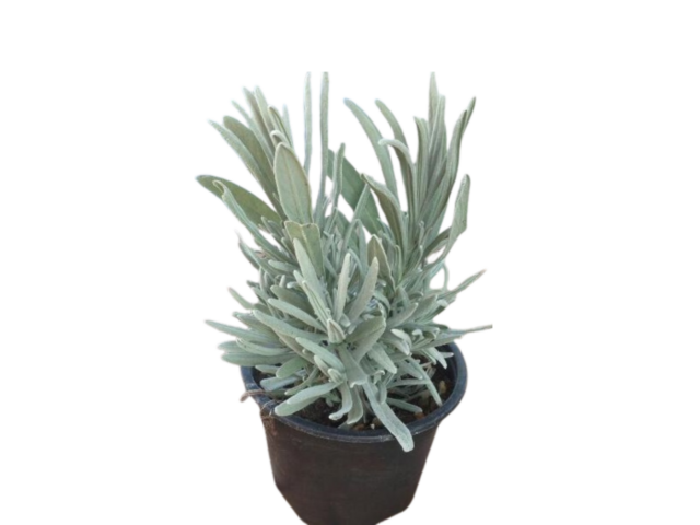 Obrázek produktu Lavandula angustifolia K9