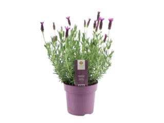 Lavandula Stoechas Anouk K15