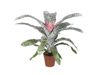 Aechmea fasciata 'Primera' K15