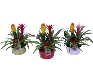 Bromelia v keramice, aranžmá K23