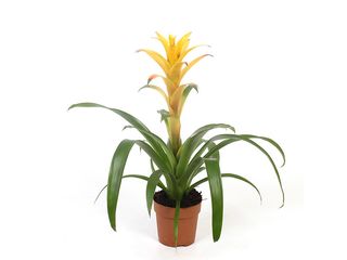 Guzmania Hilda žlutá, K12