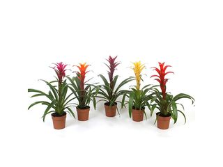 Guzmania mix K12