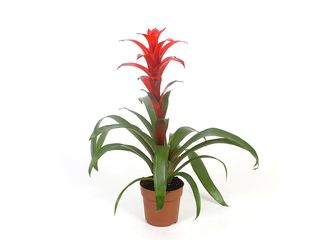 Guzmania Rana červená, K12