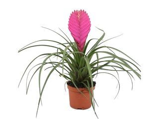 Tillandsia Anita K9