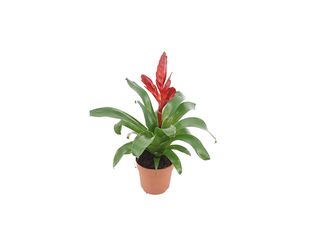Vriesea v keramice K12