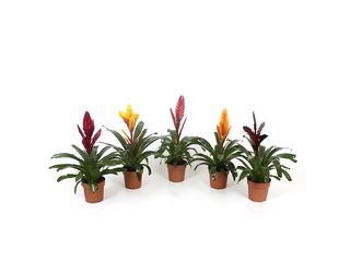 Vriesea mix K12