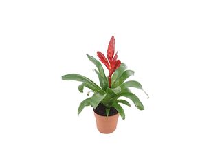 Vriesea Poelmanii červená K12