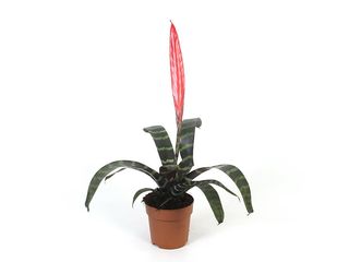 Vriesea Splendens K12