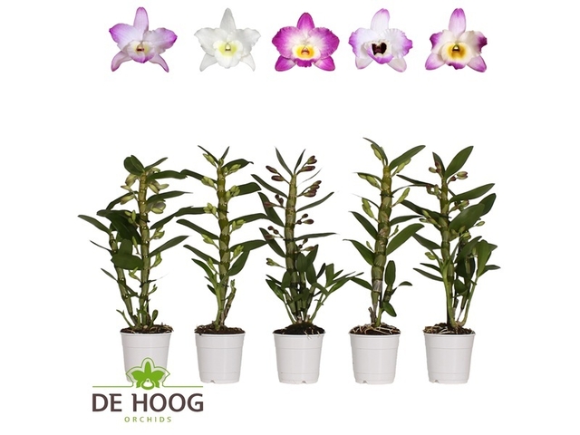 Obrázek produktu Dendrobium K12
