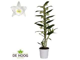 Dendrobium nobile bílý jednovýhon, K12