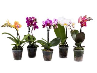 Phalaenopsis jednovýhon, K9