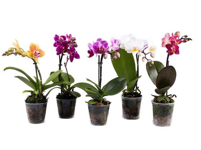 Obrázek produktu Phalaenopsis jednovýhon, K9
